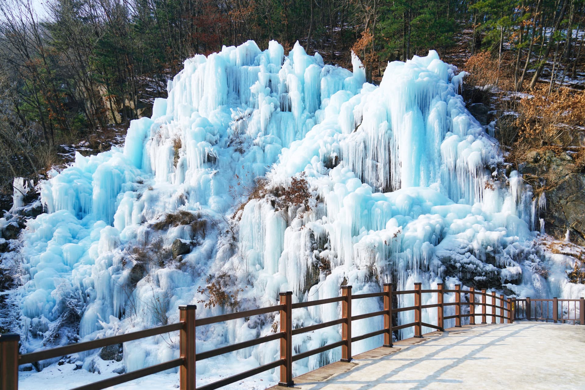 Alpaca World, Nami Island, and Garden of Morning Calm Tour from Seoul - image 18